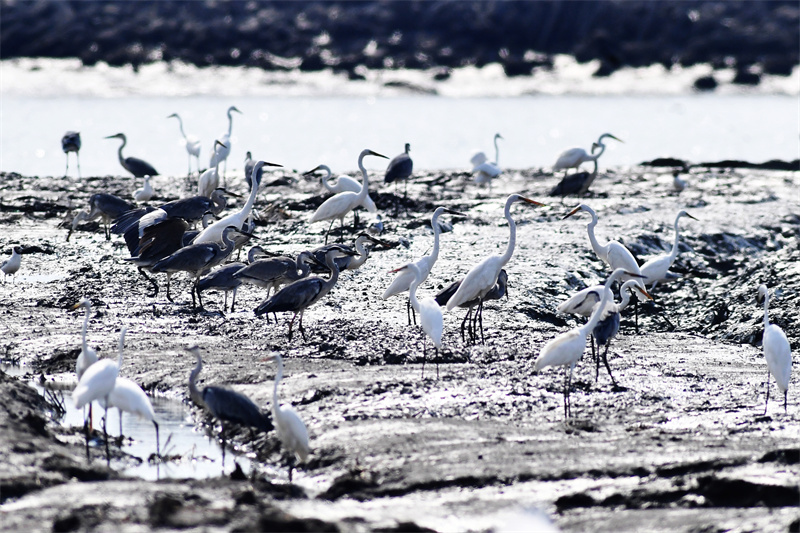 在山東省青島市膠州灣國(guó)家級(jí)海洋公園紅島段，治理后的灘涂濕地吸引了成群白鷺、蒼鷺覓食棲息。王海濱攝