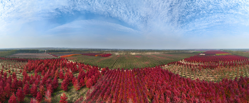 五蓮縣汪湖鎮(zhèn)紅葉林。趙光海攝