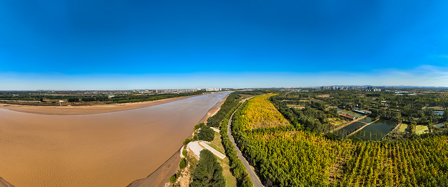 深秋時(shí)節(jié)，從空中俯瞰槐蔭黃河，疊翠流金，絕美如畫(huà)，岸畔的千畝銀杏林已進(jìn)入最佳觀賞期。（馮天攝）