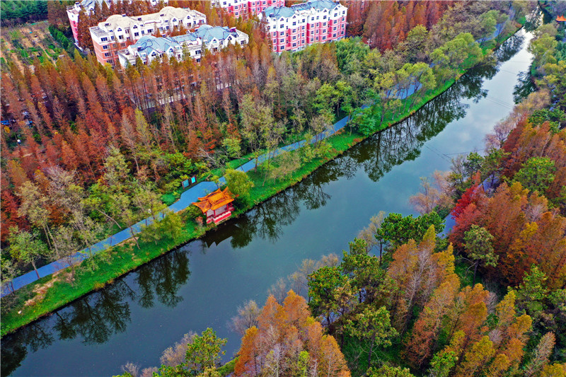 日照海濱國(guó)家森林公園呈現(xiàn)出獨(dú)特的秋日景觀。薄林?jǐn)z