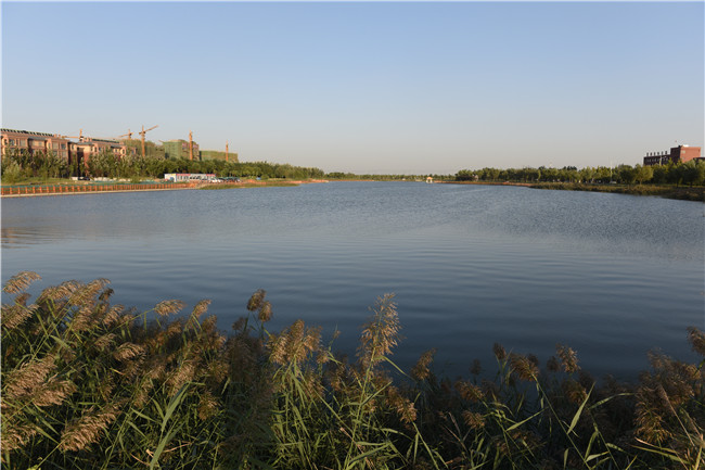 國家級水利風(fēng)景區(qū)—夏津縣九龍口濕地公園