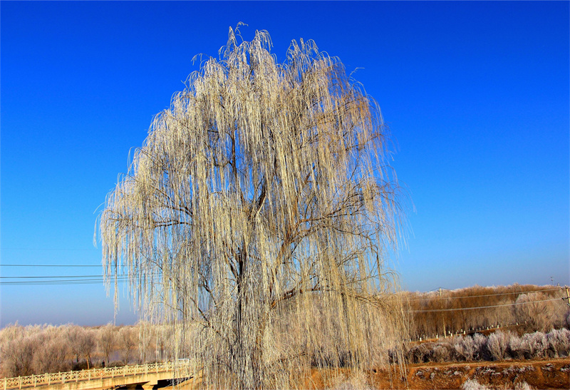 玉符河冰霜凍花，每一幕皆是美景。崔玉榮攝