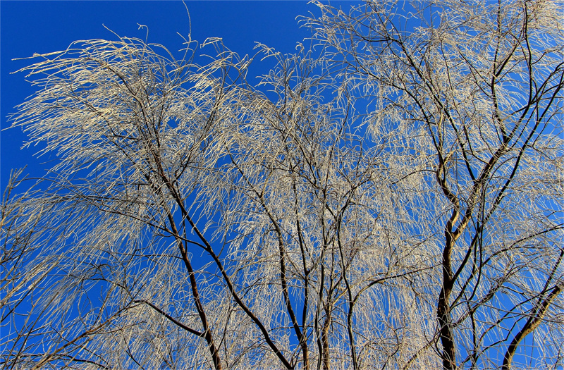 玉符河冰霜凍花，每一幕皆是美景。崔玉榮攝