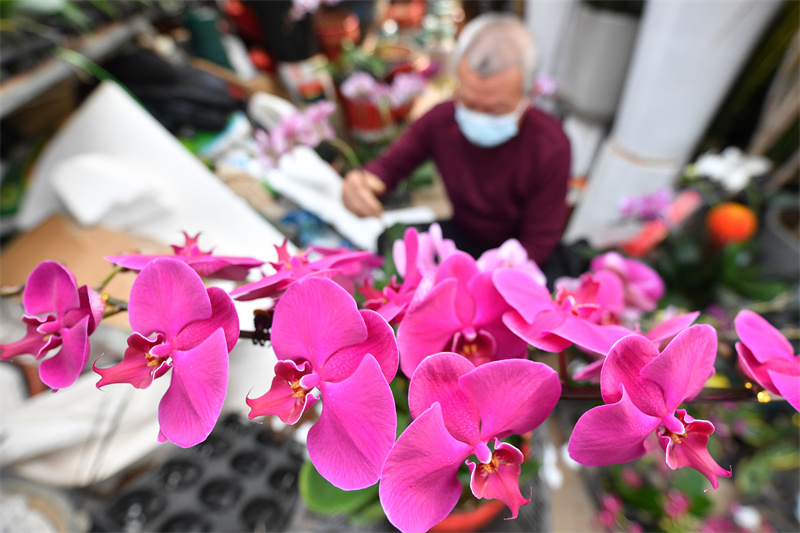 一名花卉經(jīng)銷攤主在為蝴蝶蘭做插花造型。王海濱攝