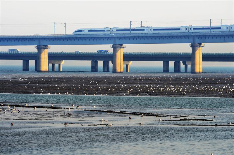 2月16日，在山東省青島市膠州灣國家級(jí)海洋公園紅島段濱海濕地，高鐵穿過“候鳥餐廳”，生態(tài)景觀如在畫中。王海濱攝