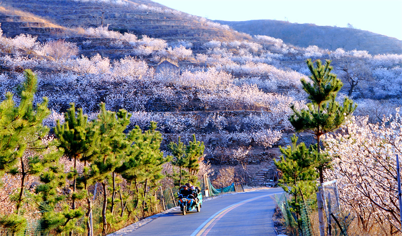 日照市五蓮山櫻桃花盛開，猶如粉白相間的彩帶圍繞在山間。劉玉平攝