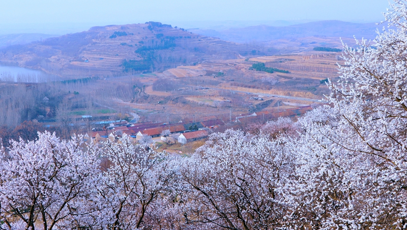 山東日照于家崮子村房前屋后，坡底山邊，繁花滿枝。劉玉平攝