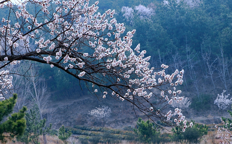 山東日照于家崮子村房前屋后，坡底山邊，繁花滿枝。劉玉平攝