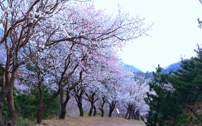 山東日照于家崮子村房前屋后，坡底山邊，路邊道旁，繁花滿枝。劉玉平攝