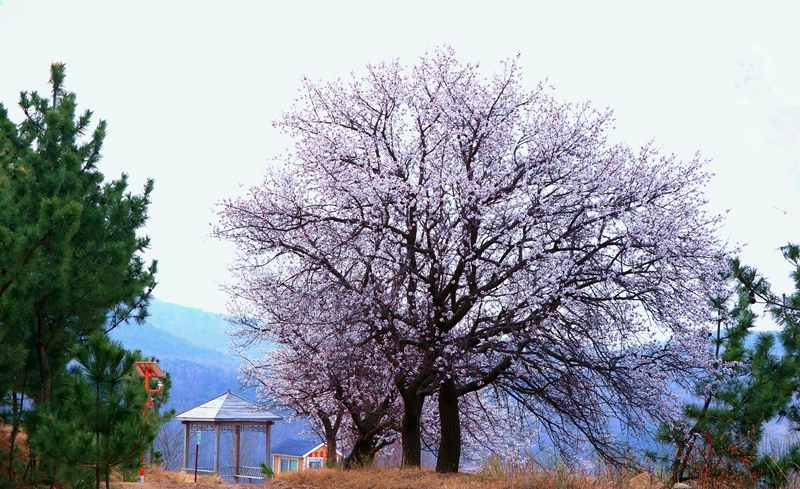 山東日照于家崮子村房前屋后，坡底山邊，繁花滿枝。劉玉平攝