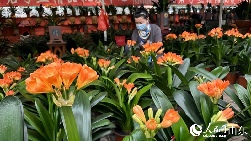 中國(guó)青州花卉苗木交易中心是江北最大的花卉集散中心，在君子蘭批發(fā)攤位前，商戶正在整理擺放君子蘭產(chǎn)品。人民網(wǎng) 喬姝攝