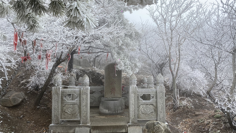 樹(shù)枝上掛滿冰晶。張惟濤攝