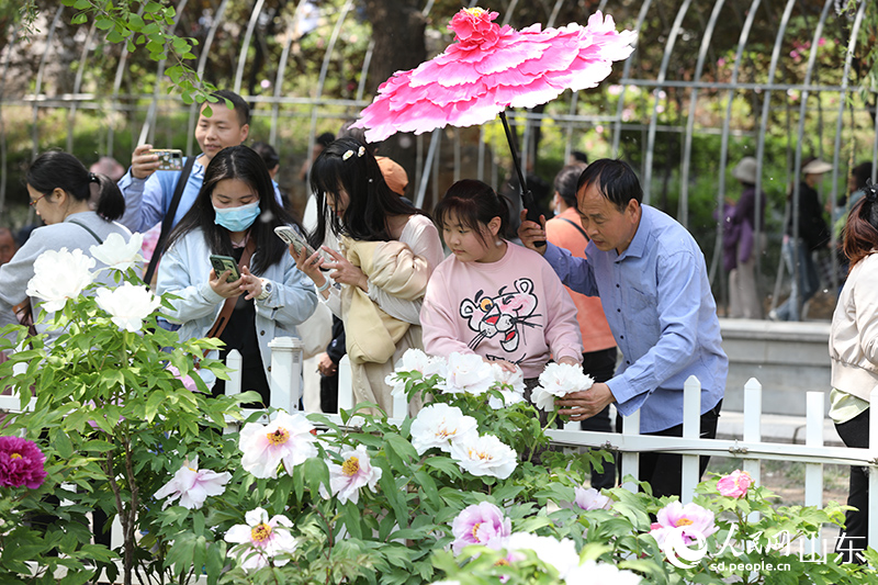 在菏澤牡丹區(qū)曹州牡丹園，牡丹花迎來盛放，引游客觀賞。人民網(wǎng) 劉祺攝