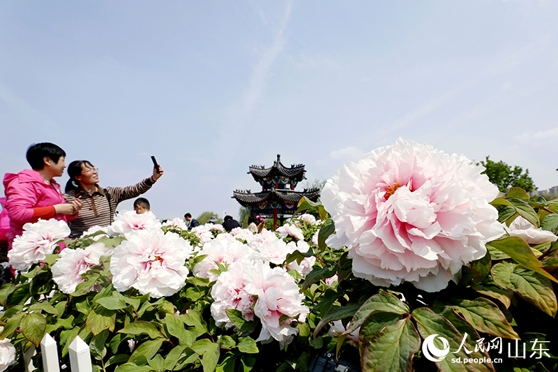 在菏澤牡丹區(qū)曹州牡丹園，牡丹花迎來(lái)盛放，引游客來(lái)拍照打卡。人民網(wǎng) 劉祺攝