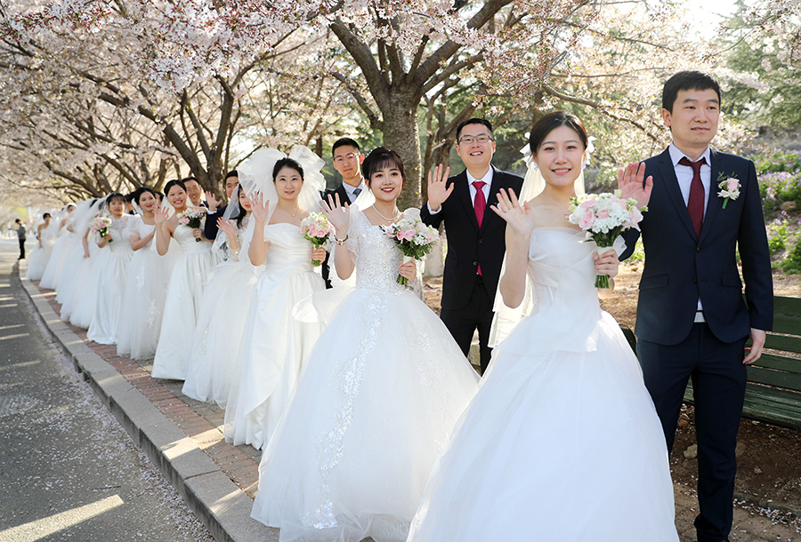 4月8日，新人們漫步在校園盛開的櫻花樹下。張進(jìn)剛攝