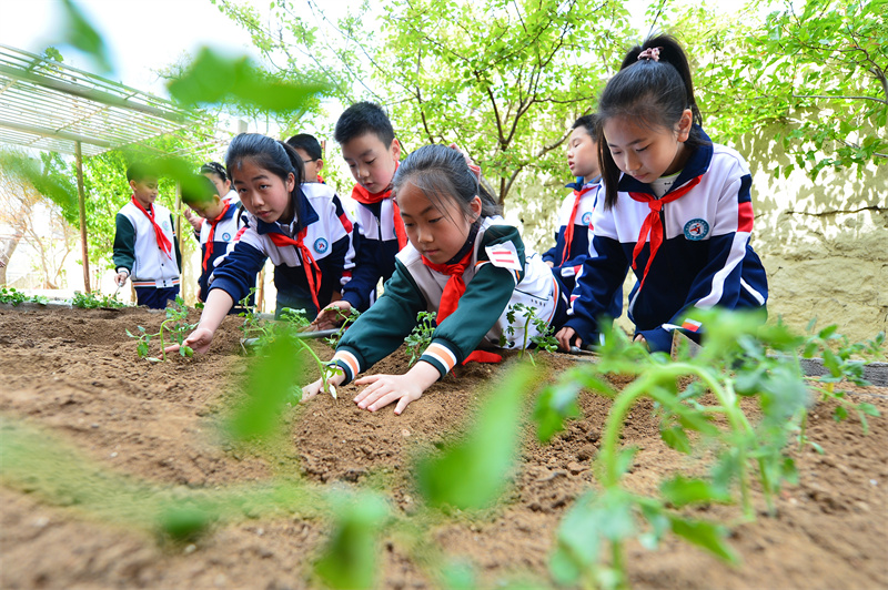 勞動(dòng)課堂上，學(xué)生們?cè)诜N植西紅柿和黃瓜秧苗。王海濱攝