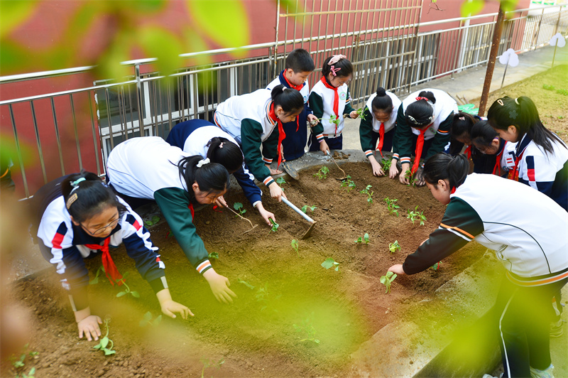 勞動(dòng)課堂上，學(xué)生們?cè)诜N植西紅柿和黃瓜秧苗。王海濱攝