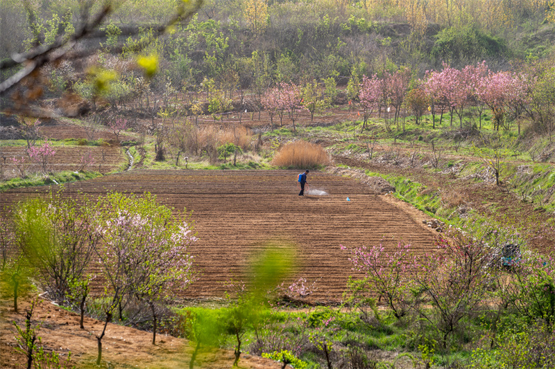 圖為日照市后村鎮(zhèn)農(nóng)民正在給播種的玉米噴施農(nóng)藥。武愛(ài)民攝