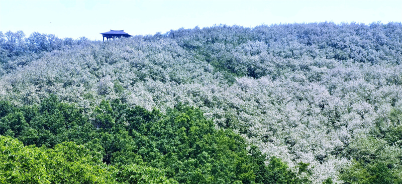 日照市九仙山上的萬畝槐花進入盛花期，成片槐樹美艷如雪。劉玉平攝