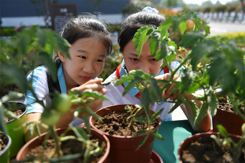 兩名植物研究社團的學生在觀察記錄西紅柿生長周期。王海濱攝