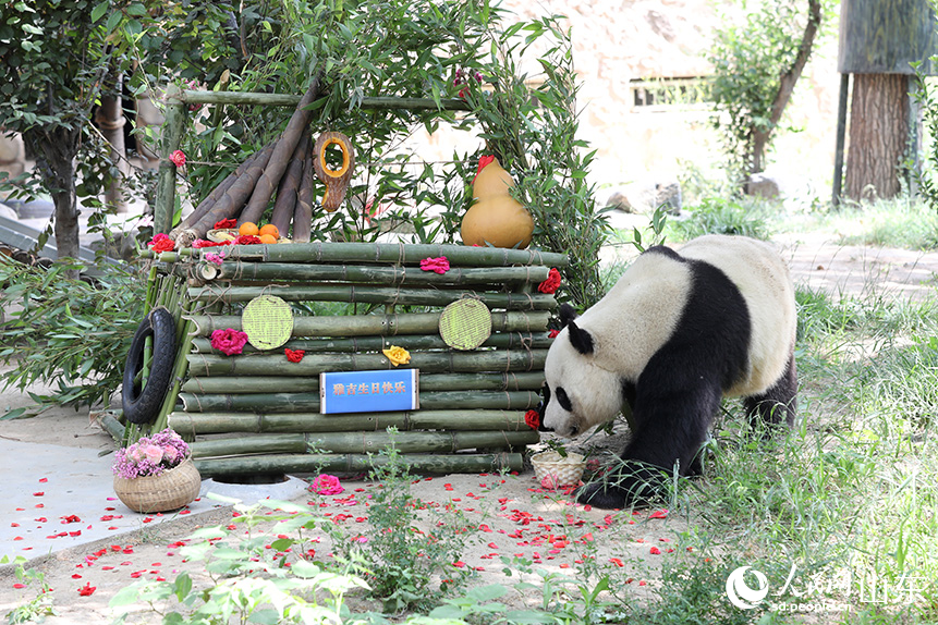 動(dòng)物園工作人員為大熊貓“雅吉”精心準(zhǔn)備的“生日蛋糕車”。人民網(wǎng)記者 劉祺攝