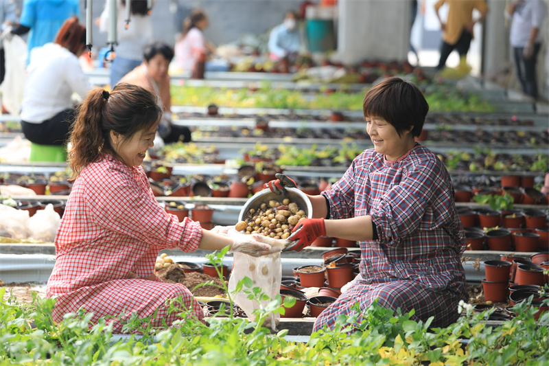 5月25日，位于山東省樂陵市的國家馬鈴薯工程技術研究中心繁育大棚里，工人們正在收獲“航天馬鈴薯”。賈鵬攝