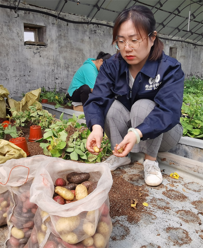 工人正在收獲“航天馬鈴薯”。賈鵬攝