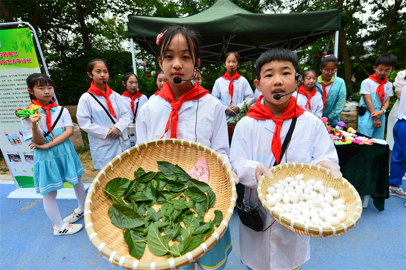 兩名古鎮(zhèn)小學的學生展示自己培育的桑蠶。王海濱攝