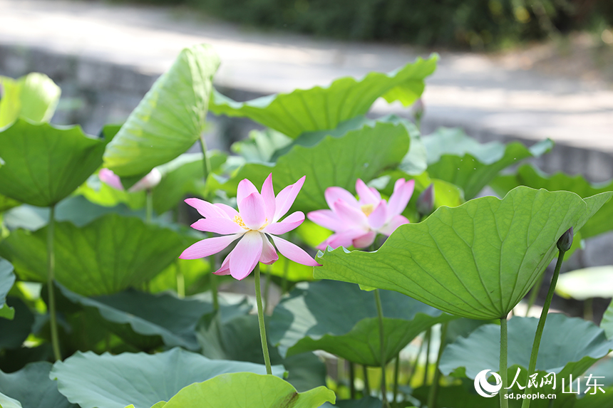 濟(jì)南大明湖畔荷花相繼綻放。人民網(wǎng)記者 劉祺攝