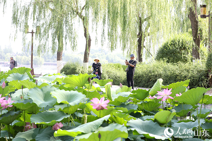 濟(jì)南大明湖畔荷花相繼綻放，吸引眾多游客前來(lái)觀賞。人民網(wǎng)記者 劉祺攝