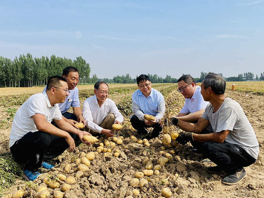 2023年6月25日，德州市馬鈴薯產(chǎn)業(yè)服務(wù)團(tuán)專家在山東省樂(lè)陵市大孫鄉(xiāng)鞏家村馬鈴薯綠色高效配套栽培技術(shù)示范田交流種管收經(jīng)驗(yàn)。賈鵬攝