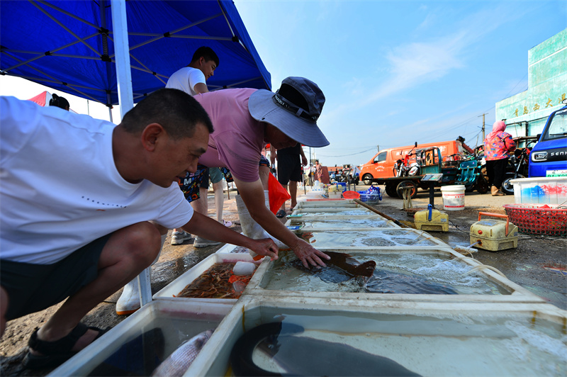 市民在選購(gòu)鮮活海魚。王海濱攝