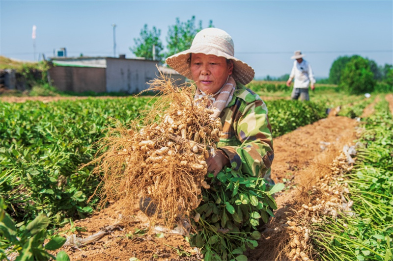 在日照市莒縣夏莊鎮(zhèn)，村民正在人工收獲花生。陳光金攝