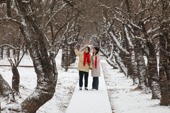 2023年12月11日，市民在山東省樂陵市千年棗樹森林公園拍攝雪景。