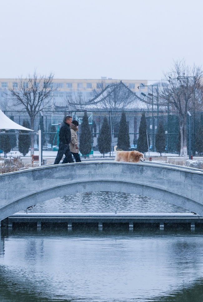 2023年12月11日，市民在山東省樂陵市千年棗樹森林公園拍攝雪景。