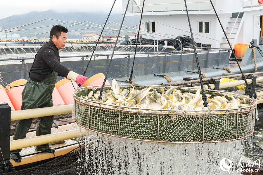 養(yǎng)殖工人正在將大黃魚打撈上秤。人民網(wǎng) 陳永整攝