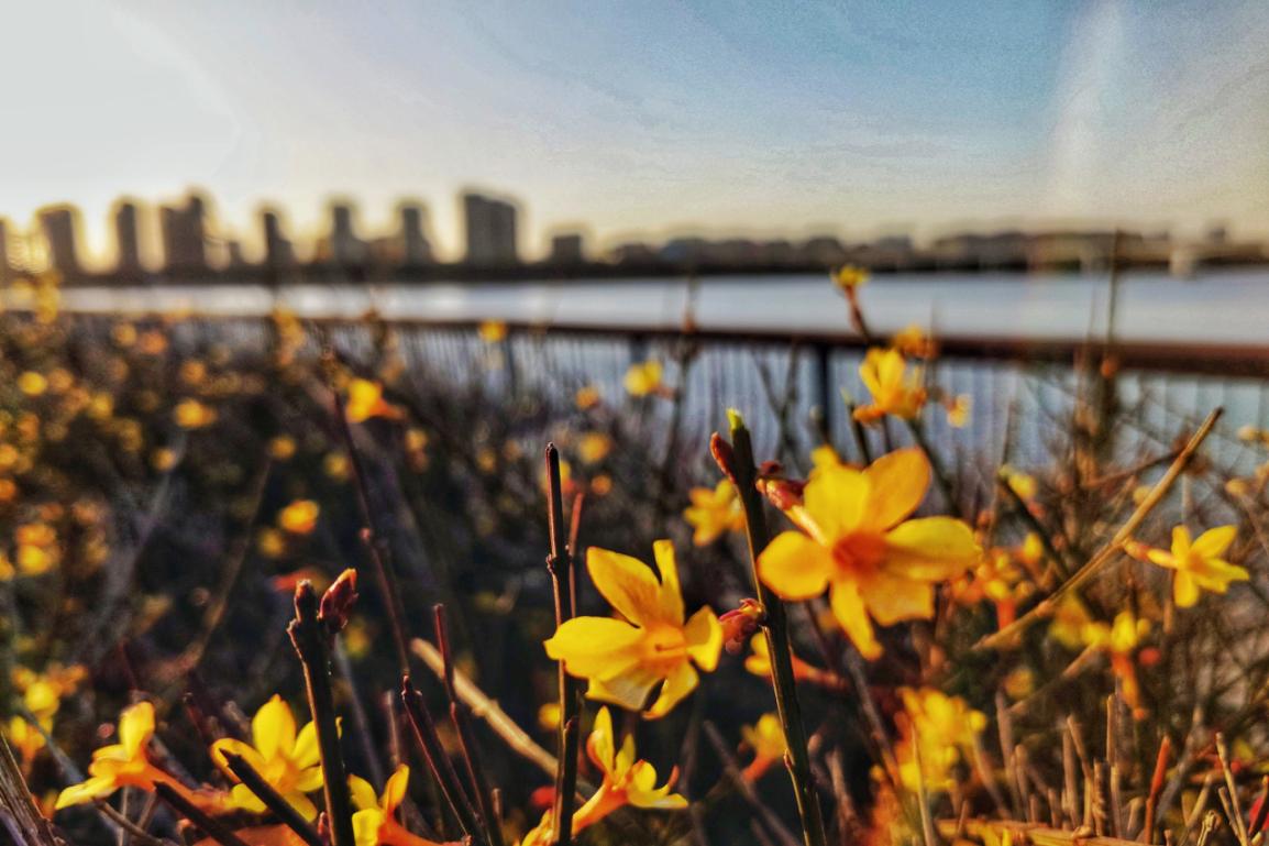 街頭迎春花盛開。趙賢杰攝