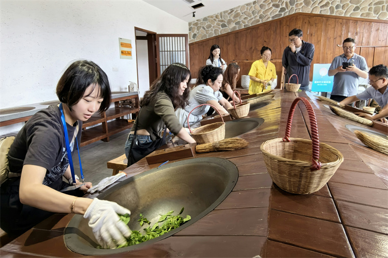 體驗(yàn)嶗山茶文化。山東經(jīng)濟(jì)廣播供圖