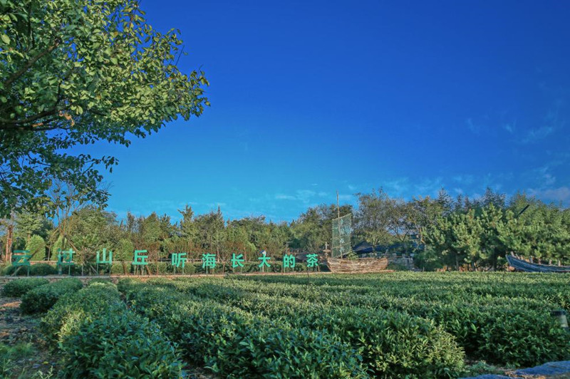 云過(guò)山丘茶園。張浩攝