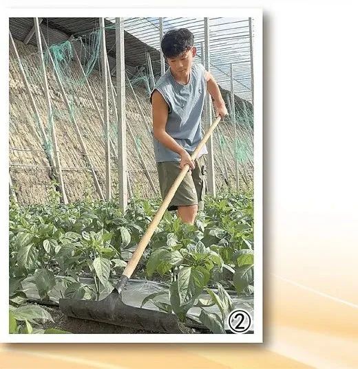 許多在大棚里給蔬菜培土。張珊攝