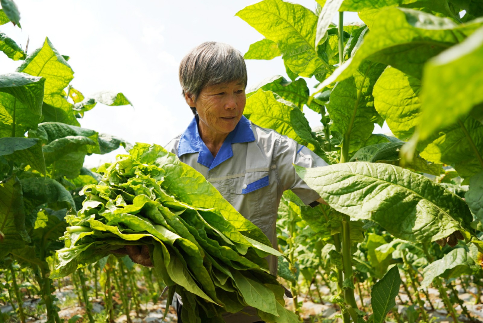 圖為托管服務(wù)隊(duì)隊(duì)員采收煙葉