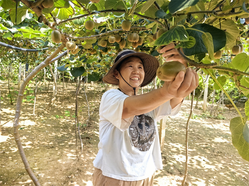 圖為房秀玲滿心歡喜地采摘獼猴桃