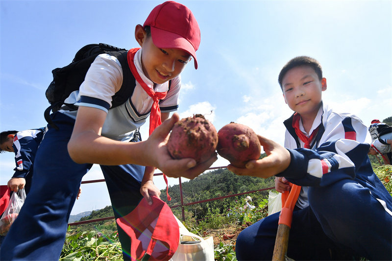 2024年9月29日，在山東青島宜陽(yáng)路小學(xué)開(kāi)展的“田間課堂”豐收實(shí)踐活動(dòng)上，兩名學(xué)生在比拼挖紅薯。王海濱攝