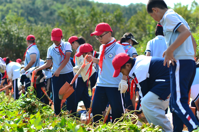 2024年9月29日，在山東青島宜陽路小學(xué)開展的“田間課堂”豐收實(shí)踐活動上，學(xué)生們在田地里采收紅薯。王海濱攝