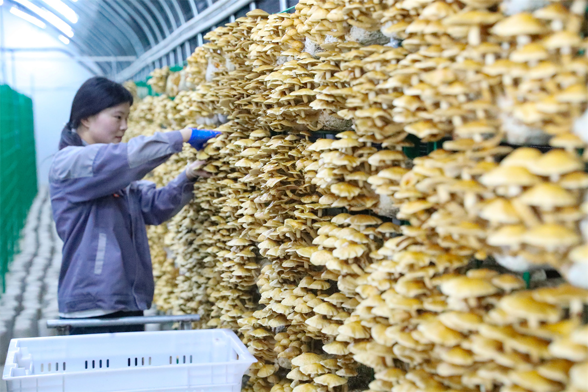 10月17日，在萊西市院上鎮(zhèn)，山東艾澤福吉生物科技有限公司的工人在進行收獲。（張進剛  攝）