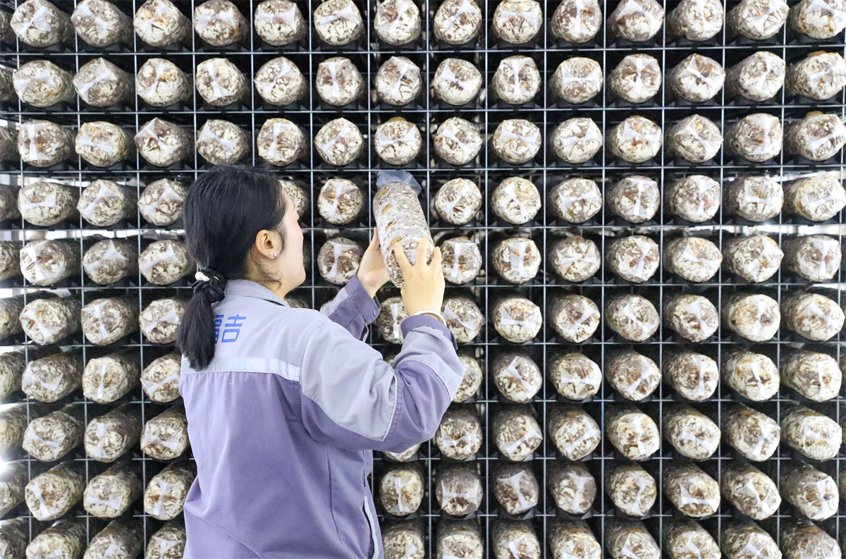 10月17日，在萊西市院上鎮(zhèn)，山東艾澤福吉生物科技有限公司的工作人員在檢查菌棒的生長狀態(tài)。（張進剛  攝）