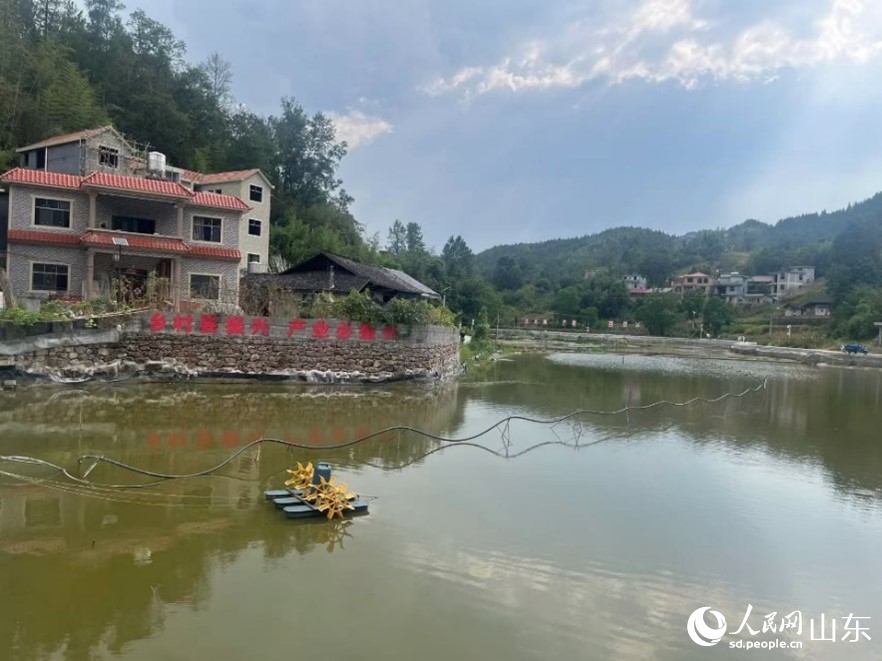 桃坡村“東營·酉陽桃花源高山大閘蟹”養(yǎng)殖基地。人民網(wǎng) 顧玉雪攝