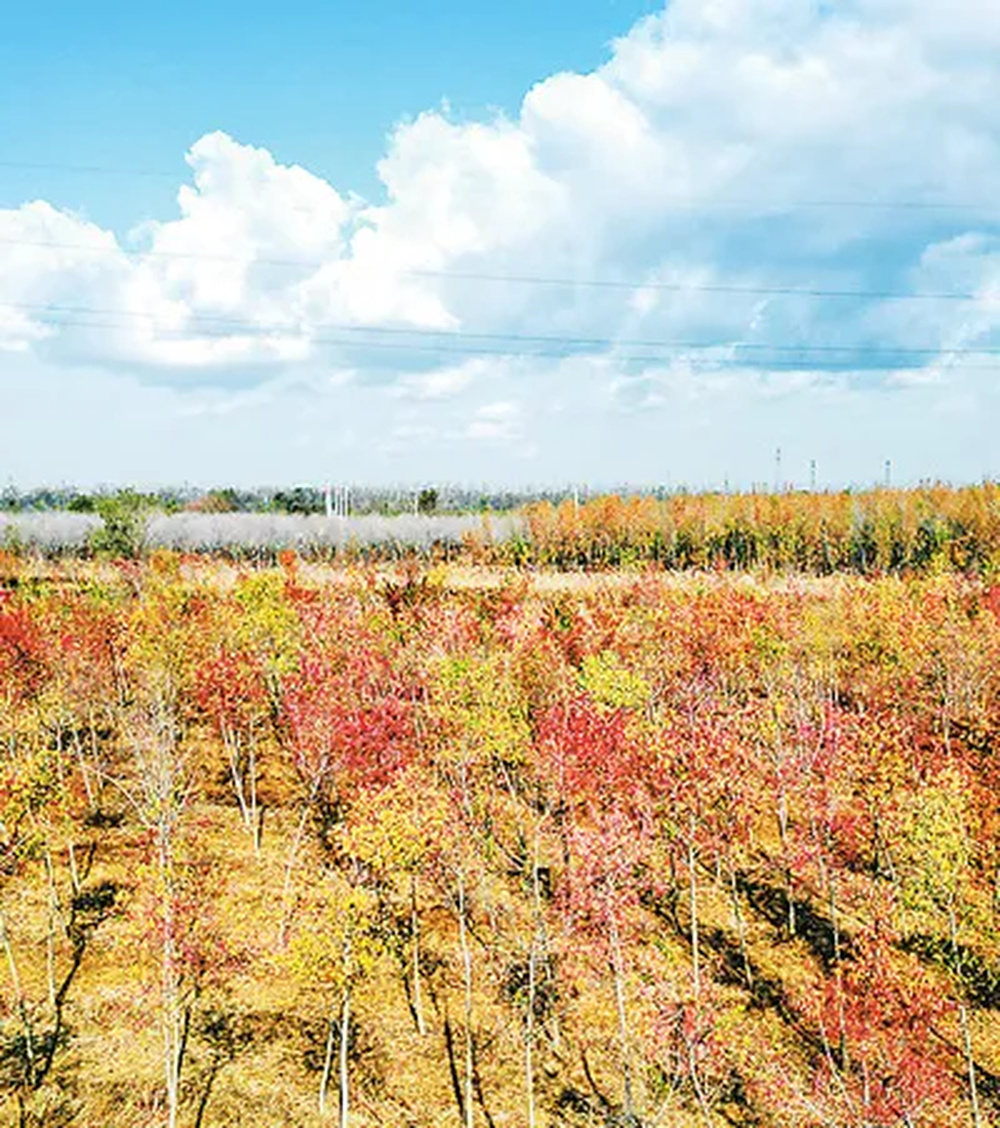 山東東營勝大生態(tài)林場“碳中和林”景色。