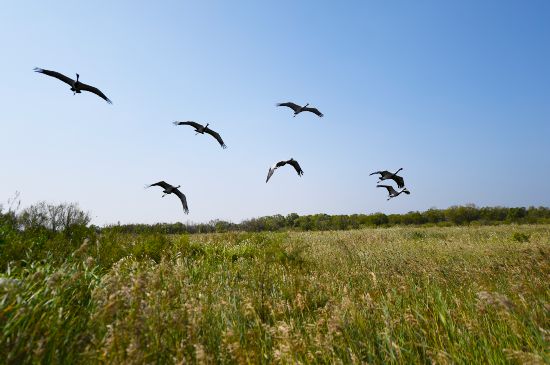 鳥兒在黃河三角洲國家級自然保護(hù)區(qū)內(nèi)飛翔。（□新華社記者 范長國 報道）