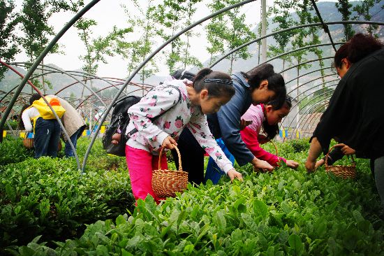 圖為馬套村的茶葉采摘園。